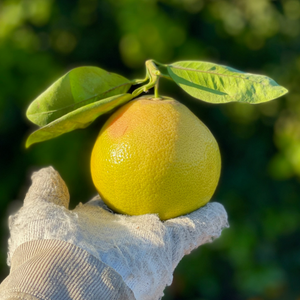 Marsh Grapefruit